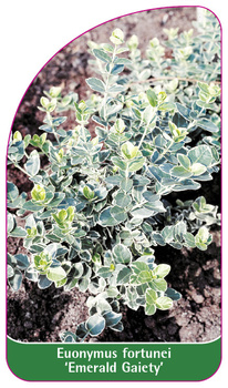 Euonymus fortunei 'Emerald Gaiety'