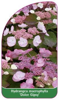Hydrangea macrophylla 'Dolce Gipsy'