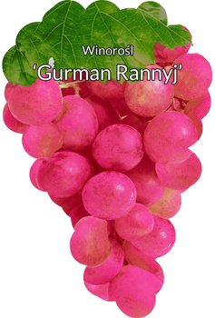 Gurman Rannyj vinná réva