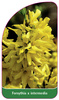 Forsythia x intermedia