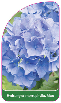 Hydrangea macrophylla, blau