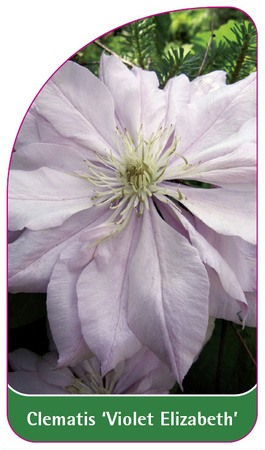 Clematis 'Violet Elizabeth'