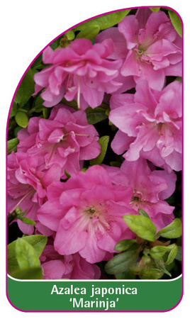 Vaccinium corymbosum 'Marinja'