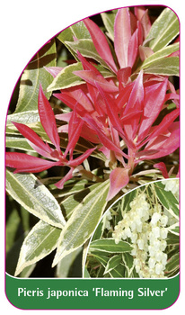 Pieris japonica 'Flaming Silver'