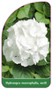 Hydrangea macrophylla, weiß