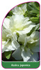 Azalea japonica