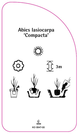 Abies Iasiocarpa 'Compacta'