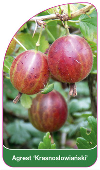 Agrest 'Krasnoslowiański'