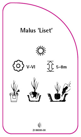 Malus 'Liset'