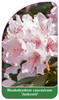 Rhododendron caucasicum 'Jacksonii'
