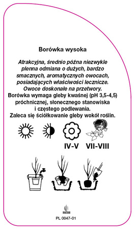 Vaccinium corymbosum "Rubel