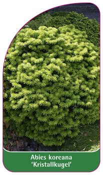 Abies koreana 'Kristallkugel'