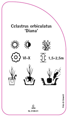 Celastrus orbiculatus 'Diana'