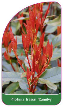 Photinia fraseri 'Camilvy'