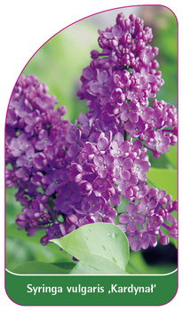 Syringa vulgaris ,Kardina?'