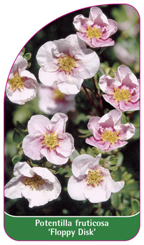 Potentilla fruticosa 'Floppy Disk'