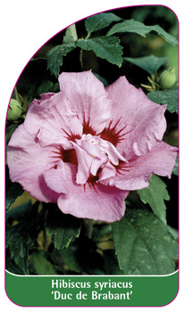 Hibiscus syriacus 'Duc de Brabant'