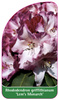 Rhododendron-Hybride 'Lem's Monarch'