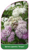 Spiraea japonica 'Genpei'