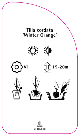 Tilia cordata 'Portocaliu de iarnă'