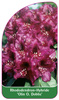 Rhododendron-Hybride 'Olin O. Dobbs'