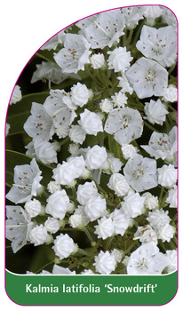Kalmia latifolia 'Snowdrift'