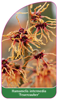Hamamelis intermedia 'Feuerzauber'