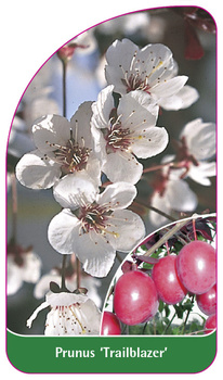Prunus 'Trailblazer'