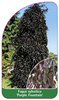Fagus sylvatica 'Purple Fountain'