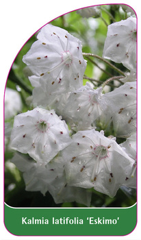 Kalmia latifolia 'Eskimo'