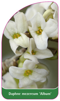 Daphne mezereum 'Album'