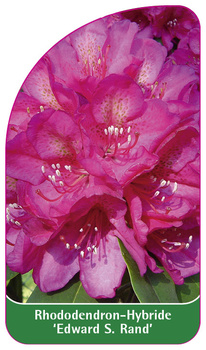 Rhododendron-Hybride 'Edward S. Rand'