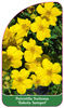 Potentilla fruticosa 'Dakota Sunspot'
