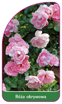 Obal růže č. 300 A