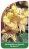 Rhododendron-Hybride 'Belkanto´