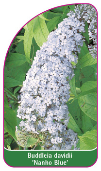 Buddleia davidii 'Nanho Blue'