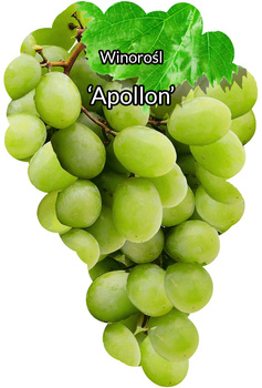 Viță de vie Apollon