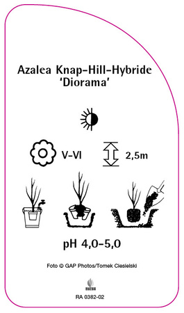 Azalea Knap-Hill-Hybride 'Diorama'