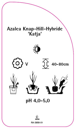 Azalea Knap-Hill-Hybride 'Katja'