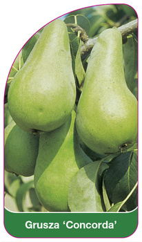 Grusza 'Concorda'