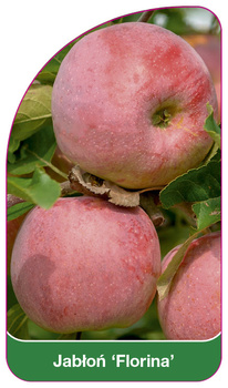 Jablon 'Florina'