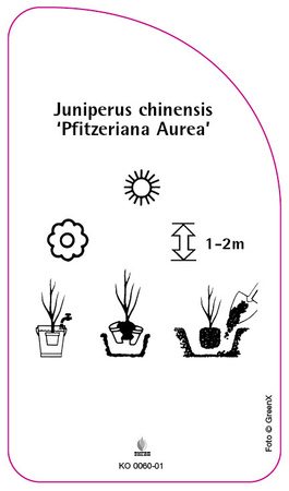 Juniperus chinensis 'Pfitzeriana Aurea'