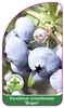 Vaccinium corymbosum 'Draper'