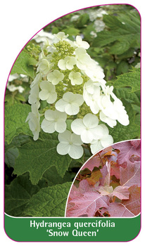 Hydrangea quericifolia 'Snow Queen'