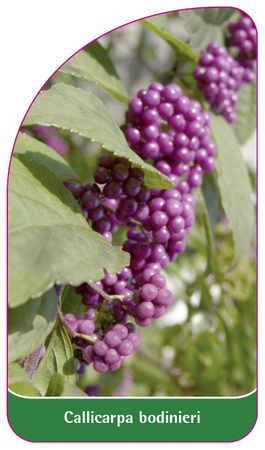 Callicarpa bodinieri