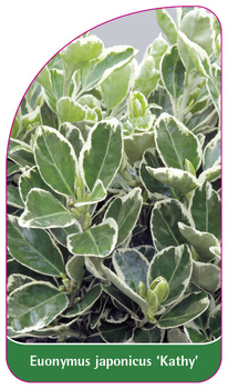 Euonymus japonicus 'Kathy'