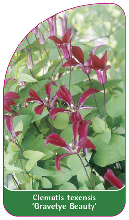 Clematis texensis 'Gravetye Beauty'