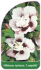 Hibiscus syriacus 'Leopoldi'