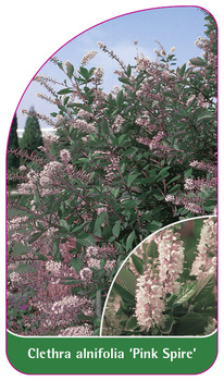 Clethra alnifolia 'Pink Spire'