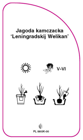 Jagoda kamczacka 'Leningradskij Welikan'